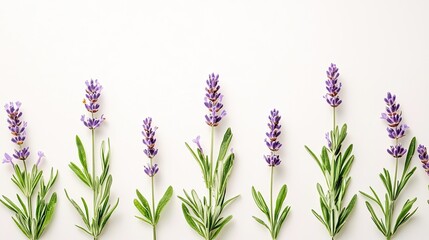 Naklejka premium A serene arrangement of lavender flowers on a light background, showcasing nature's beauty and tranquility