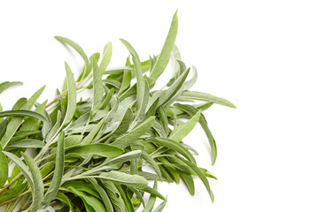 A vibrant cluster of fresh sage leaves, rich in green hues and soft texture. Perfect for culinary, herbal, and aromatic purposes