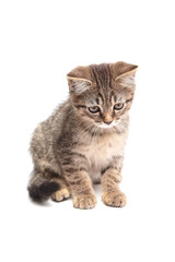 Adorable tabby kitten with fluffy fur and striped markings sits, looking down curiously. Isolated on a clean white background