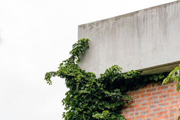 Fragment of brick building is enveloped by a dense layer of verdant ivy. lush foliage of plant...