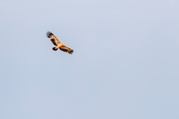 Tawny eagle in flight near Rietfountain waterhole, Etosha, Namibia