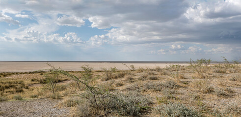 sweet grassveld on lime countryside and Etosha pan, near Homob waterhole, Namibia