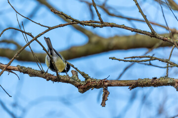 The bird sits on a branch. The branch is covered with moss. The sky is blue.