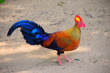 Amazing Wild Life of Sri Lanka