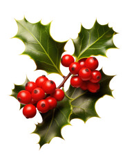  Fresh holly leaves with red berries on transparent background