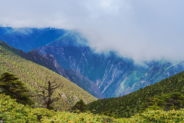 Obraz premium Beautiful Plateau Pasture and Meili Snow Mountain in Linzhi City, Tibet Autonomous Region, China On July 12th, 2023