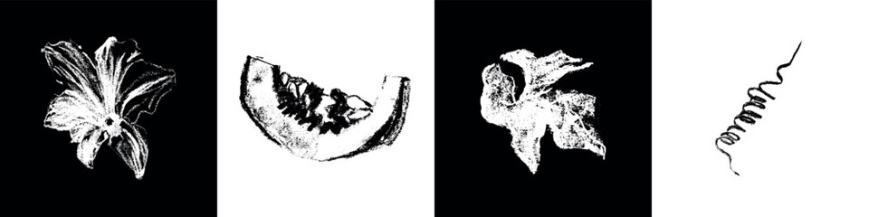 Hand drawn pumpkin drawing. Vector squash symbol. Organic pumpkin illustration with charcoal drawing, pencil doodle texture. Vegetable sign and veggy sketch