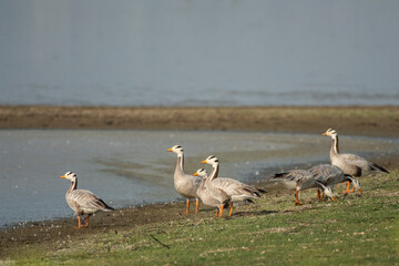 Bar-Headed Geese at Little Rann of Kutch