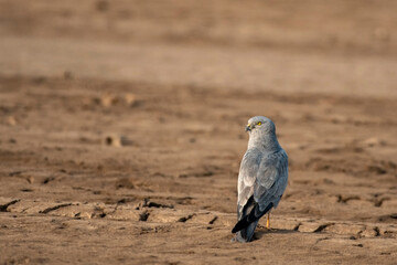Montagu's Harrier Hunting Beside Road at Little Rann of Kutch