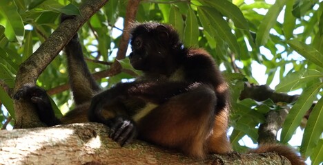 Monkey on a tree