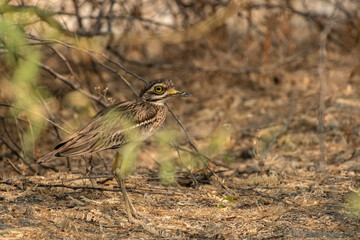 Great Indian Thick-Knee Bird in the Wild at Little Rann of Kutch