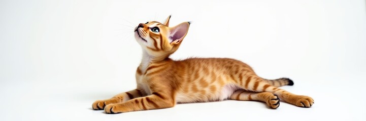 Elegant Abyssinian cat in a captivating pose against a clean background