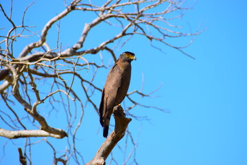 Amazing Wild Life of Sri Lanka