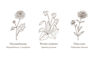 Collection of edible and medicinal plants