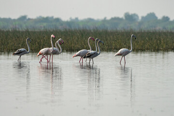 Greater Flamingos Foraging in Shallow Waters at Little Rann of Kutch