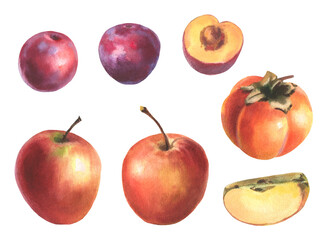 Hand drawn watercolor illustration, set of fruit, apple, plum, persimmons. Realistic fruits, half, slice, botanical watercolor illustrations. Artwork Sweet food or juice for label design