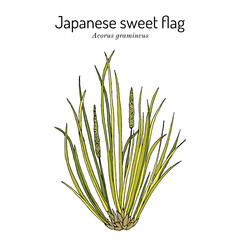 Japanese sweet flag (Acorus gramineus), edible and medicinal plant. Hand drawn vector illustration