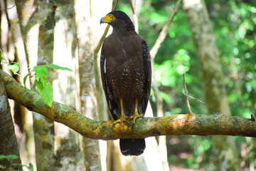 Amazing Wild Life of Sri Lanka