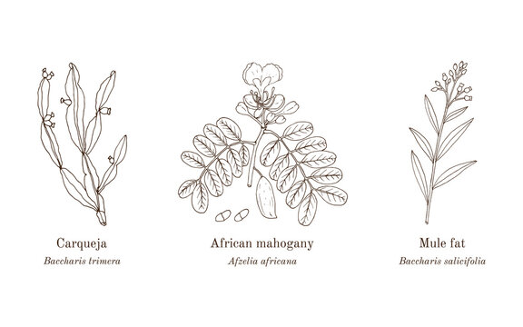 Collection of edible and medicinal plants
