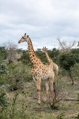 Two giraffes walks through the savannah in South Africa. Kruger National Park, safari, animal in natural habitat, wildlife
