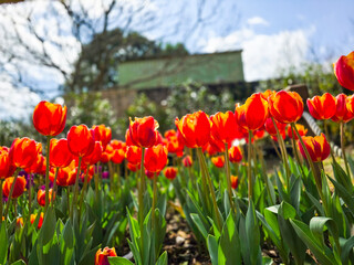 Low-Angle View of a Stunning Red Tulip Field with Orange-Yellow Edges – LAURA FYGI