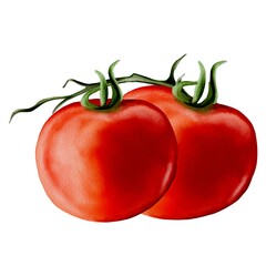 Two vibrant red tomatoes with green stems on a white background in watercolor style