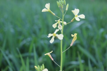 White flowers blooming on a green plant in a garden during spring