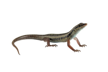 Sunda Striped Skink (Lipinia vittigera) is a species of Skink native to Southeast Asia. [PNG form]