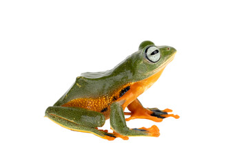 Obraz premium Green Flying frog (Rachophorus reinwardtii) native to Java, Indonesia. [PNG form.]