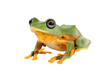 Green Flying frog (Rachophorus reinwardtii) native to Java, Indonesia. [PNG form.]