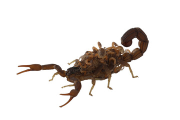 Hottentotta caboverdensis is a species of scorpions of the family Buthidae. The specific name caboverdensis refers to Cape Verde, where the new species was found. [PNG file]