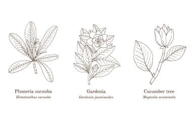 Collection of edible and medicinal plants