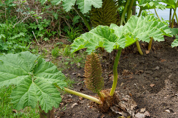 Gunnera manicata | Giant-rhubarb - Chilean rhubarb - Prickly rhubarb. Gigantic plant of architectural form. Large green leaves, veined, lobed and palmate on prickly stems
