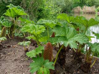 (Gunnera manicata) Clumps of Giant-rhubarbs plant with palmately, lobed and veined dark green...