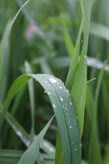 Fototapeta premium Morning Dew on Grass, rain drops on green leaf