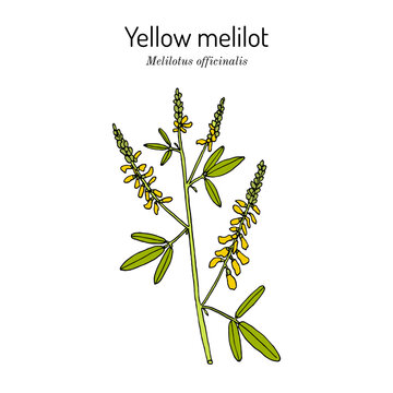 Yellow melilot (Melilotus officinalis), medicinal and honey plant.
