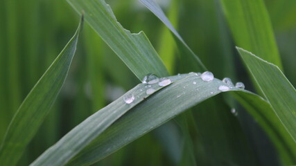 Morning Dew on Grass, rain drops on green leaf