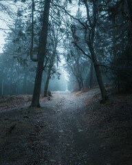 Naklejka premium Misty forest path surrounded by tall trees and a serene atmosphere