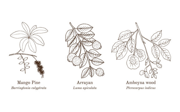 Collection of edible and medicinal plants