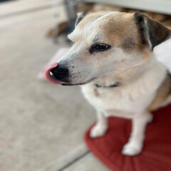 Obraz premium portrait of a dog