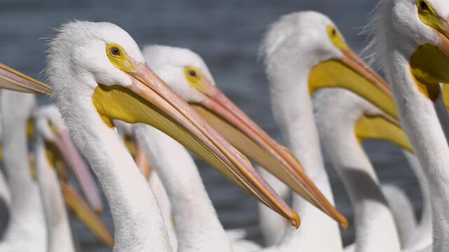 Pelicans living, flying and swimming at the small town of Petatan ,Mexico by the Chapala lake