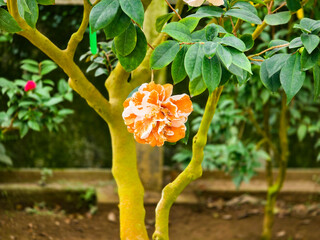 Rare Camellia Japonica 'Golden Gate' – Close-up of Unique Red and Brown Petals