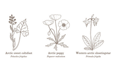 Collection of arctic plants. Hand drawn vector illustration