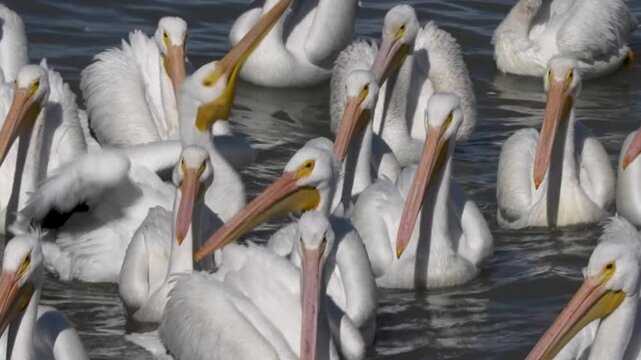 Pelicans living, flying and swimming at the small town of Petatan ,Mexico by the Chapala lake