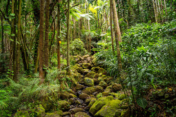 Obraz premium Hawaii Tropical Botanical Garden, Island of Hawai'i