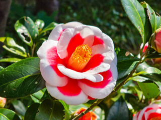 Beautiful Camellia Japonica 'Tamanoura' in Full Bloom Under the Sun