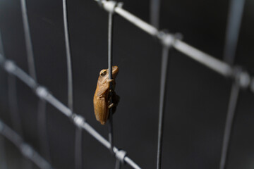 Small brown frog climbing a wire steel fence.