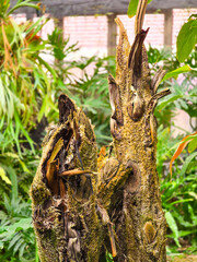 Close-up of Fern Tree (Cyathea metteniana) with Detailed Fuzzy Surface