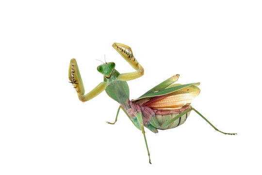 Giant Shield Praying Mantis (Rhombodera basalis) with self defense posisiton. [PNG form.]