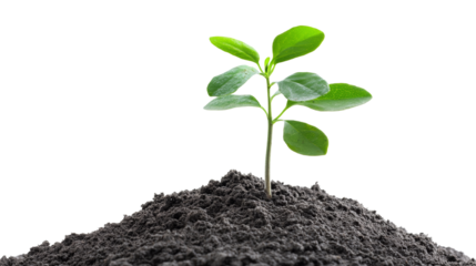 New Life:  A tender sapling sprouts from the rich, dark soil, symbolizing growth, renewal, and the boundless potential of life. Its vibrant green leaves reach for the sun, representing hope.